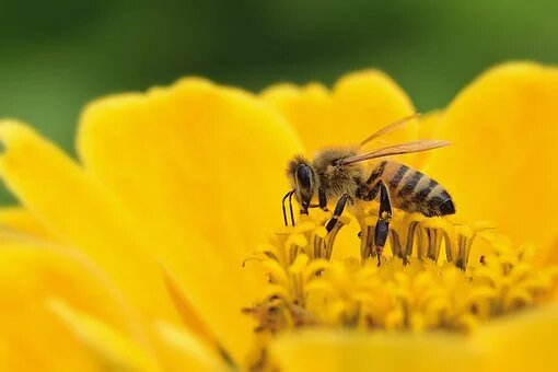 abeilles_2.jpg